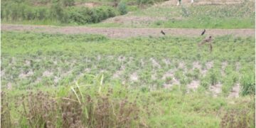 Nyagatare: Nta mbogamizi ku byumba by’amashuri