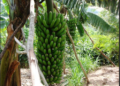 Made in Rwanda: inganda zitunganya ibinyobwa bisembuye zibonye ibikoresho bigezweho zakora neza kurushaho