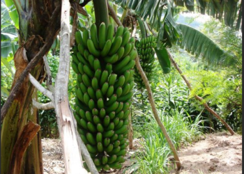 Made in Rwanda: inganda zitunganya ibinyobwa bisembuye zibonye ibikoresho bigezweho zakora neza kurushaho