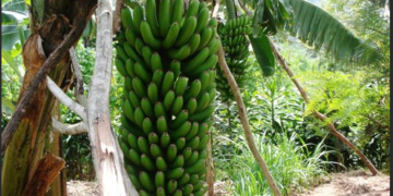 Made in Rwanda: inganda zitunganya ibinyobwa bisembuye zibonye ibikoresho bigezweho zakora neza kurushaho