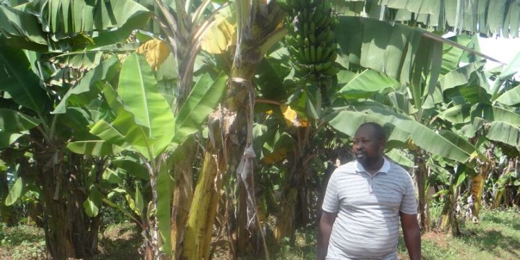 Semwiza J Damascene wihebeye ubuhinzi n’ubworozi akomeje kubuteza imbere abubyaza umusaruro