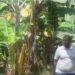 Semwiza J Damascene wihebeye ubuhinzi n’ubworozi akomeje kubuteza imbere abubyaza umusaruro