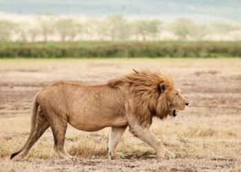 Muri Tanzania: Intare zishe abana batatu