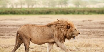 Muri Tanzania: Intare zishe abana batatu