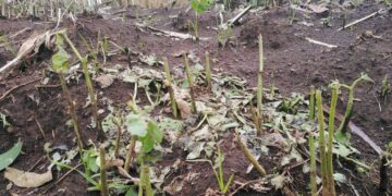 Amafoto : Urubura Rwangije Imyaka Myinshi y’Abaturage i Rubavu, Impungenge Ni Zose