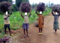 Rwamagana-Musha: Umubare w’abana bataye ishuri waratumbagiye