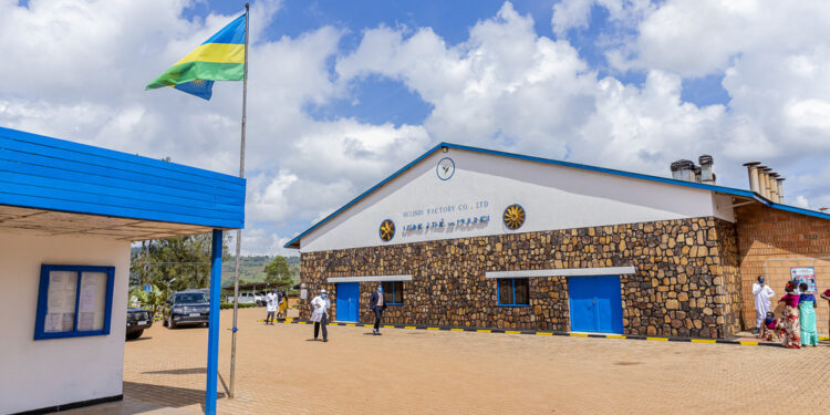 Abahinzi b’icyayi b’i Gicumbi bahaye inka umunani Perezida Kagame