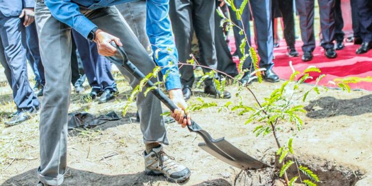 Perezida Kagame yateye igiti cy’ubucuti muri Zambia