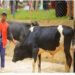 Umuhanzi Vava(Dore Imbogo dore imvubu) yaguze inka yahawe na Bruce Melody