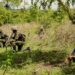 RDF iratangaza ko imaze gusenya ibirindiro byose by’ibyihebe muri Mozambike