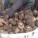 Ahafatwaga nk’ikigega cy’ibirayi naho birarya umugabo bigasiba undi