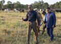Perezida Kagame yagabiye Inka z’inyambo mugenzi we Sassou Nguesso