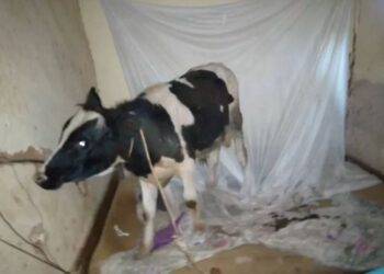 Musanze : yibye inka ayishyira mu buriri buri mo inzitiramibu
