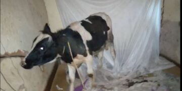 Musanze : yibye inka ayishyira mu buriri buri mo inzitiramibu