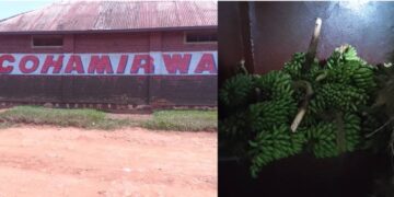Karenge: COHAMIRWA Ltd yabaye igisubizo cy’umusaruro w’Ibitoki wapfaga ubusa ubengera inzoga zikunzwe nk’INDATWA na SOMA WUMVE