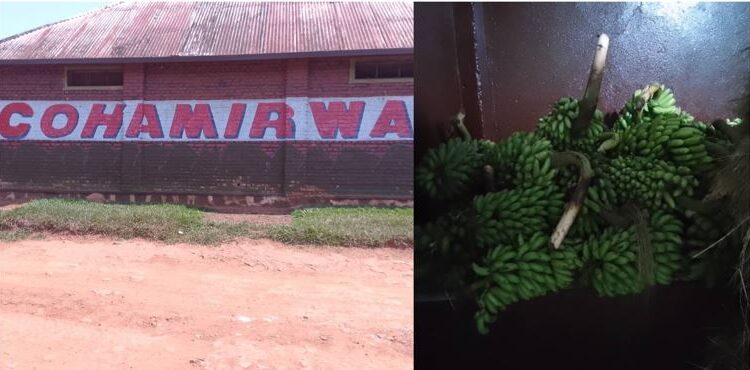 Karenge: COHAMIRWA Ltd yabaye igisubizo cy’umusaruro w’Ibitoki wapfaga ubusa ubengera inzoga zikunzwe nk’INDATWA na SOMA WUMVE
