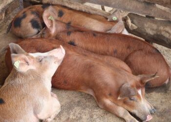 Rwamagana : Menya uburyo Madame Leatitia amaze kwiteza imbere abikesheje Ubworozi bw’Ingurube