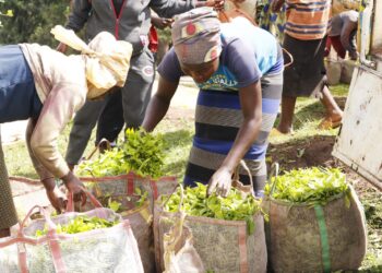 Karongi: Ibyo wamenya kuri ROS imaze guteza imbere abahinzi b’icyayi cya RUGABANO