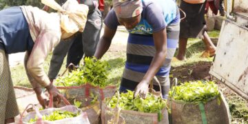 Karongi: Ibyo wamenya kuri ROS imaze guteza imbere abahinzi b’icyayi cya RUGABANO