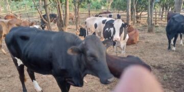 Kayonza: Gitifu w’Umurenge wa Ndego yicishije Inka inzara n’inyota Akarere kabiha umugisha