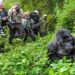 Urwego rw’ubukerarugendo rwinjirije u Rwanda arenga miliyoni 600$ mu 2024