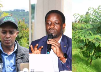 Abahinzi bafashijwe na Green Gicumbi kuvanga imyaka n’ibiti bitayangiza byabazamuriye Umusaruro