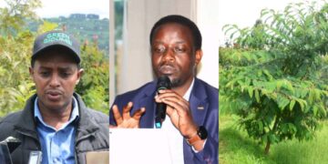 Abahinzi bafashijwe na Green Gicumbi kuvanga imyaka n’ibiti bitayangiza byabazamuriye Umusaruro