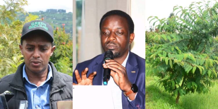 Abahinzi bafashijwe na Green Gicumbi kuvanga imyaka n’ibiti bitayangiza byabazamuriye Umusaruro